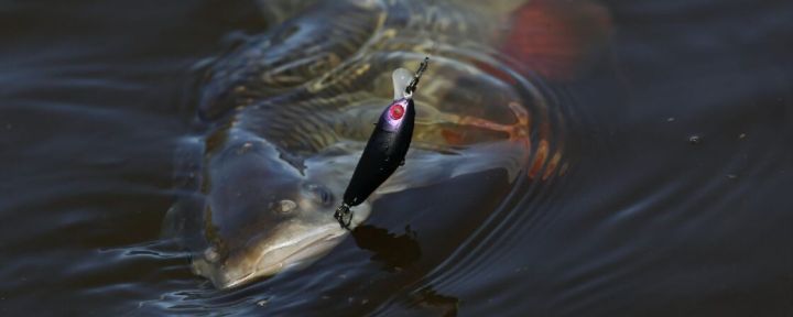 Light Game: Discovering Jackall's Chubby Series