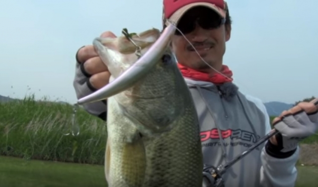 Jackall VEYRON Shad Tail - Inside the Tackle Box