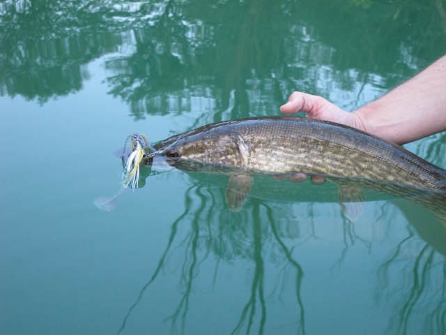 Ever Green Popper Frog - Topwater Action